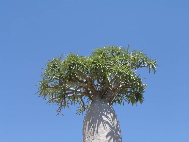 Baobad dans le parc national d'Isalo - Madagascar | Au Tigre Vanillé