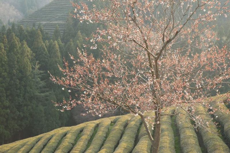Balade dans les plantations de thé de Boseong - Corée du Sud | Au Tigre Vanillé