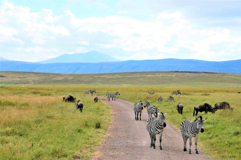 Zèbre dans le cratère du Ngorongoro - Tanzanie | Au Tigre Vanillé