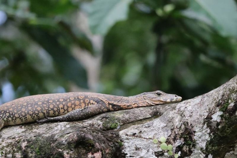 Observer la faune lors d'un safari à Kota Kinabalu - Malaisie | Au Tigre Vanillé