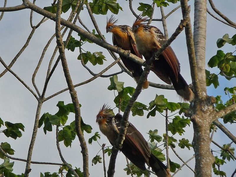 Oiseaux dans la jungle, en Amazonie - Bolivie | Au Tigre Vanillé