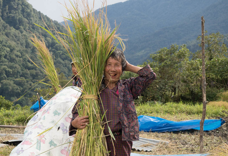 Bhoutan, une bhoutanaise dans les champs récolte du blé