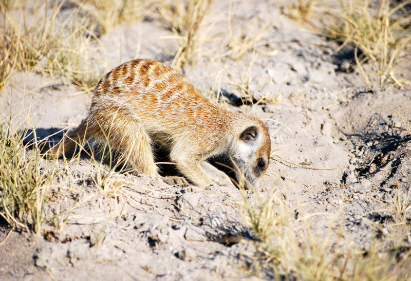 Botswana, un suricate creuse dans le sol