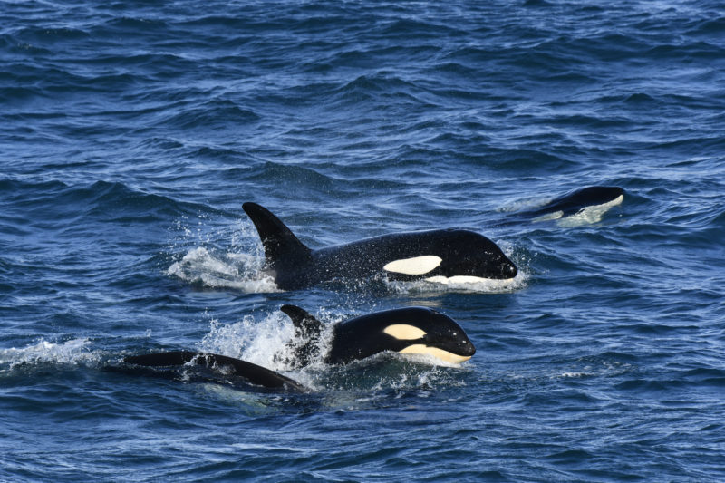 Famille d'orque au large de l'île d'Heimaey en Islande