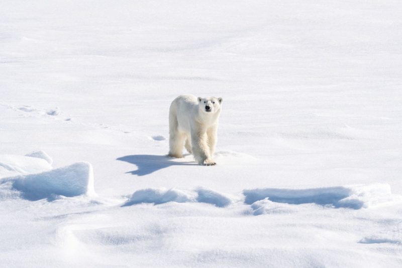 Ours polaire en Arctique